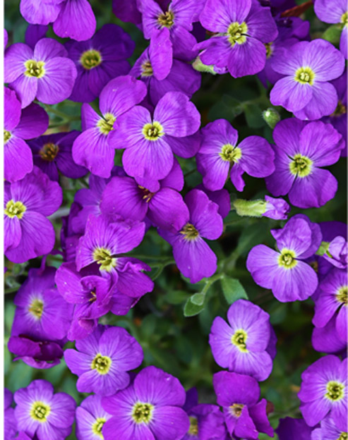 Aubrieta cultorum `Hamburger Stadtpark`